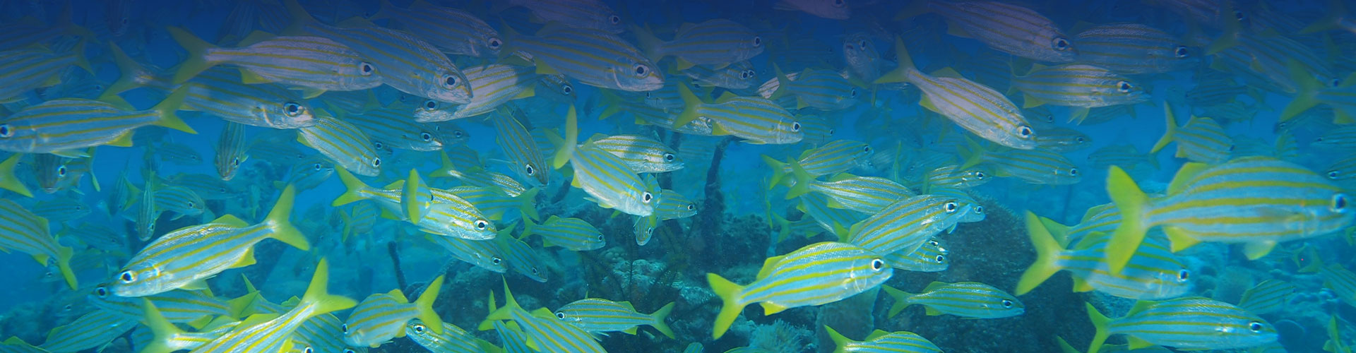 Partenaire Plongée Immersion Caraibes