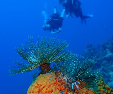 Galeries Plongée Immersion Caraibes