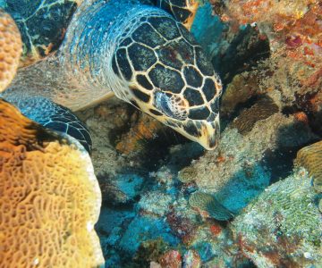 Sites de plongées en Martinique